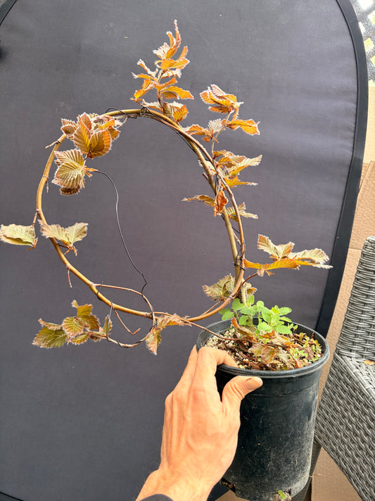 Purple European beech