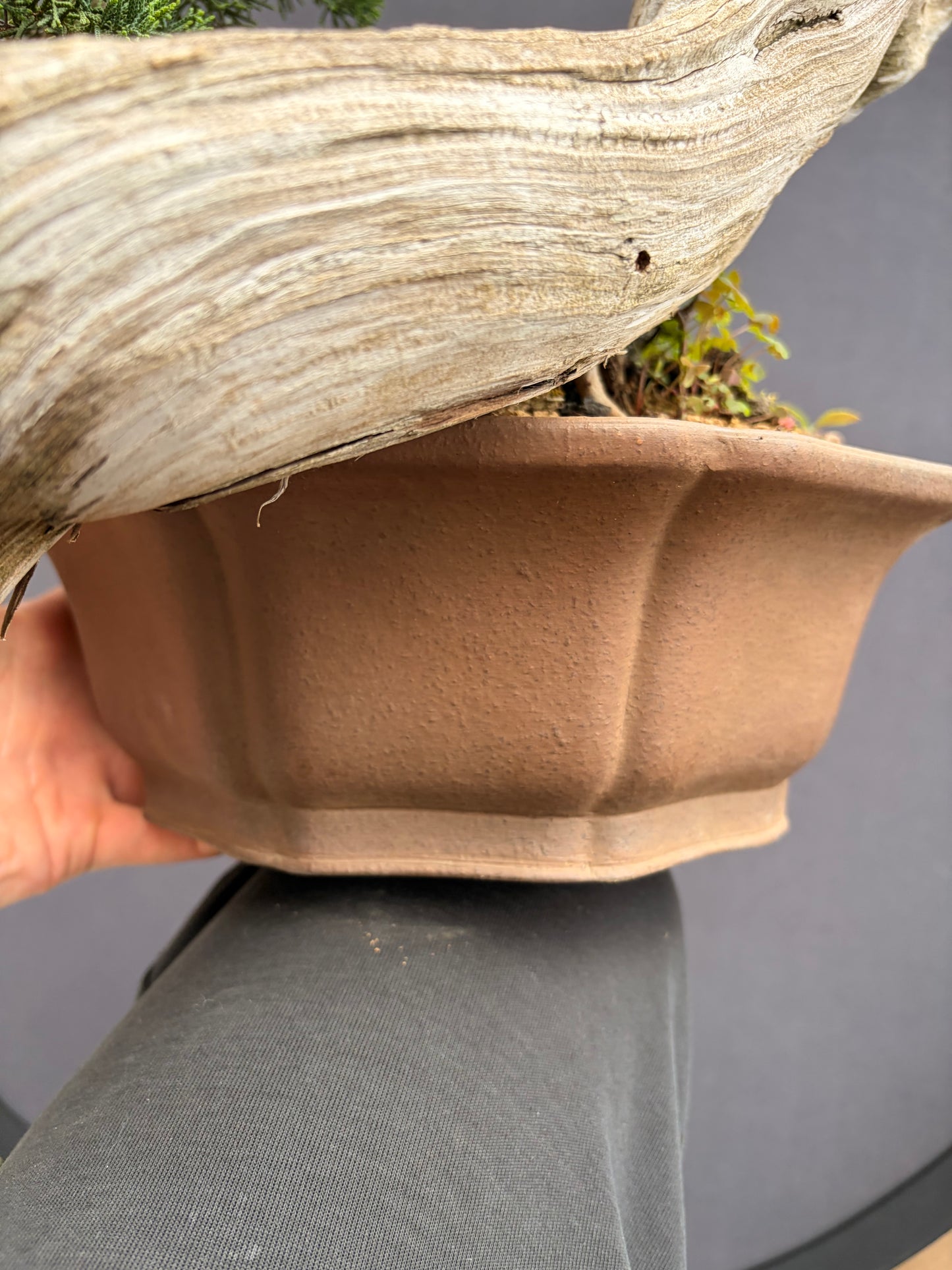 Shimpaku Kishu on Rocky Mountain
