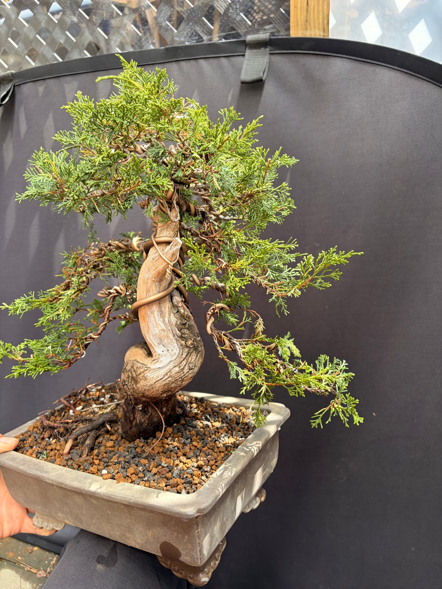 Shimpaku juniper itoigawa