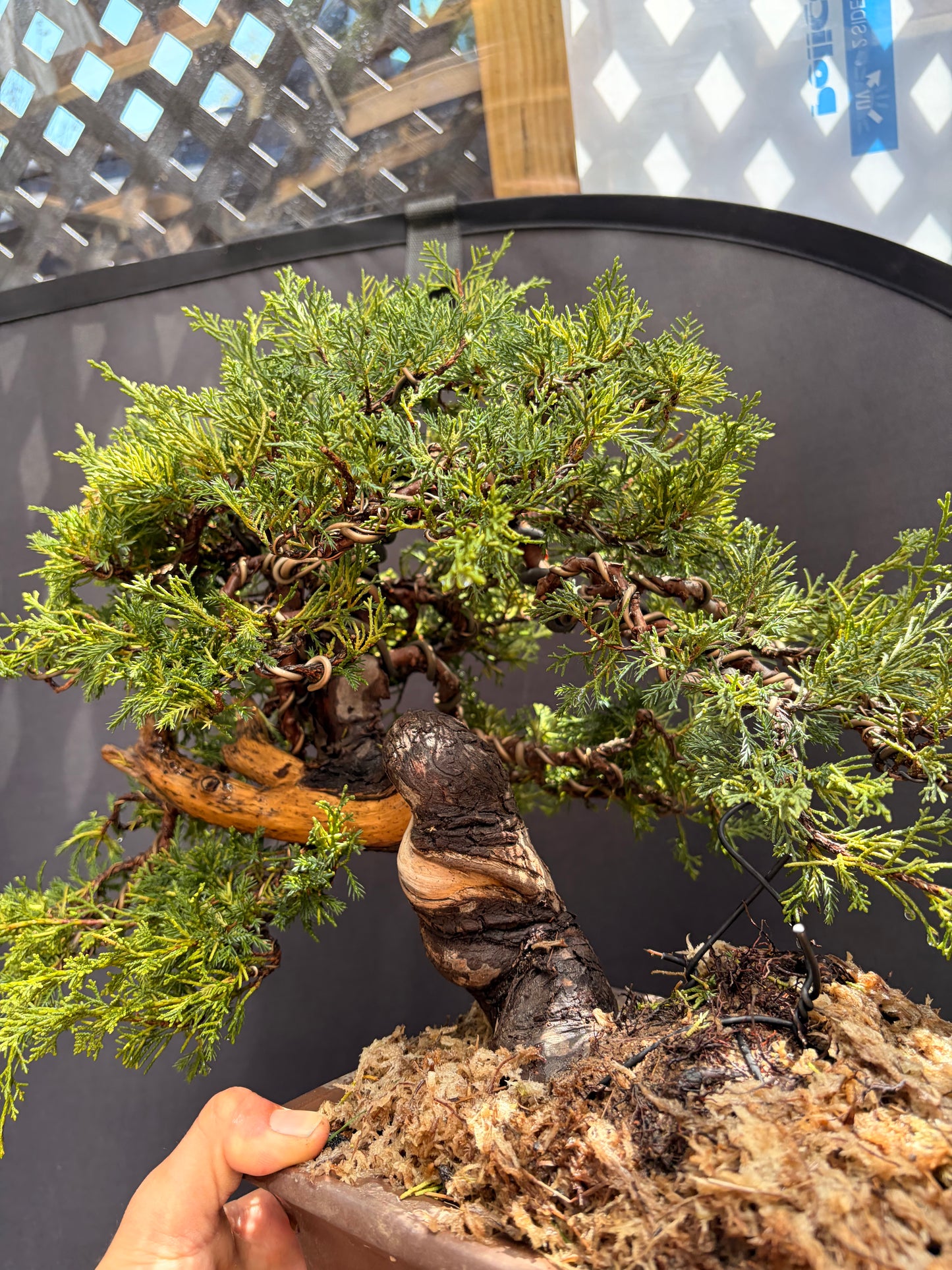 Shimpaku juniper itoigawa