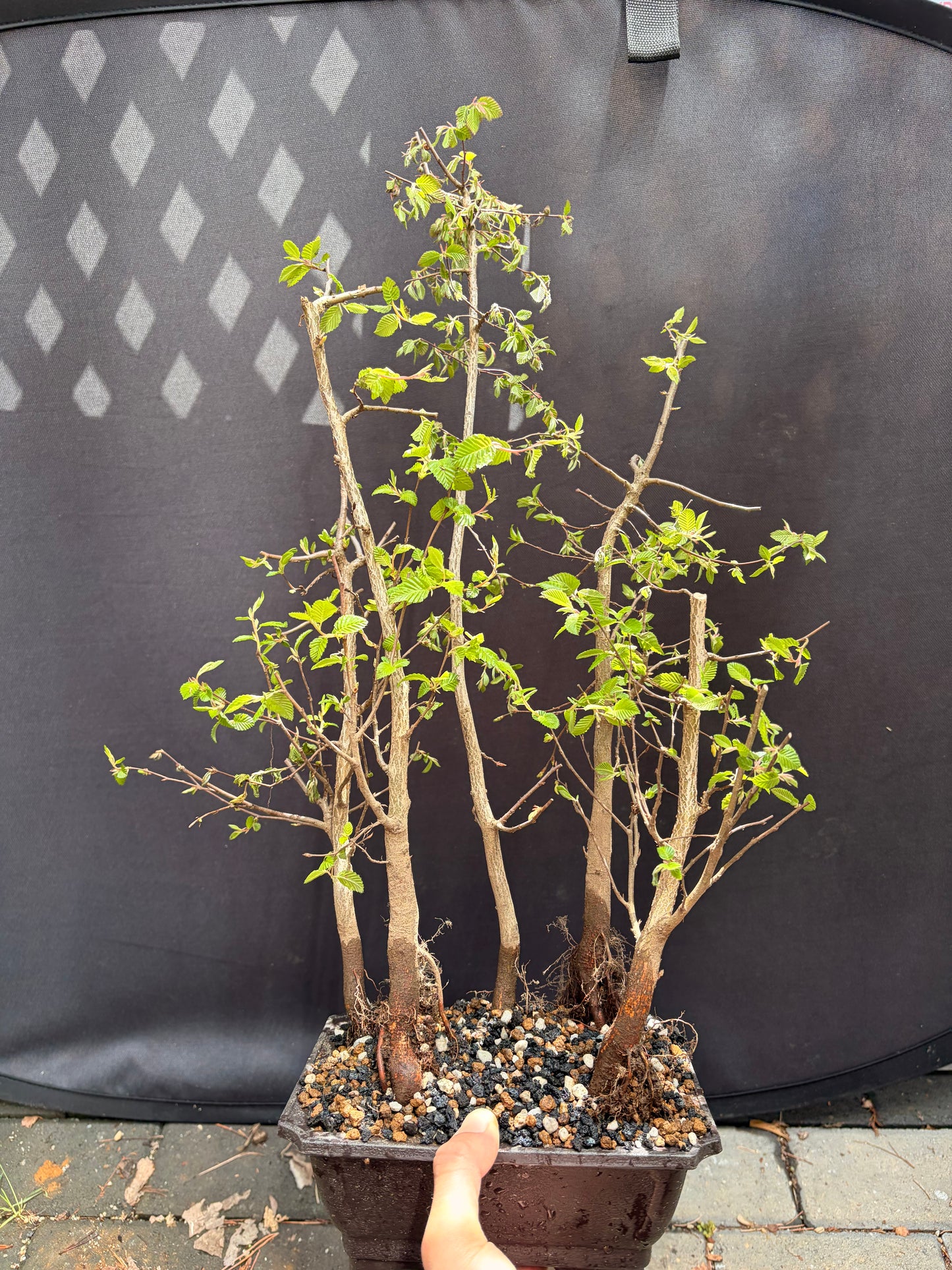 Korean hornbeam forest