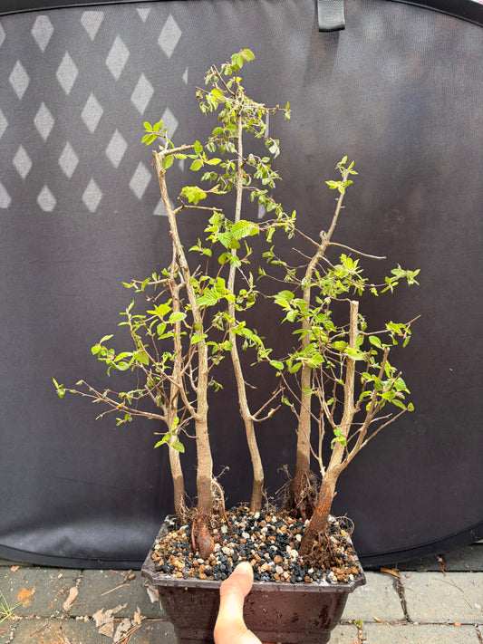 Korean hornbeam forest