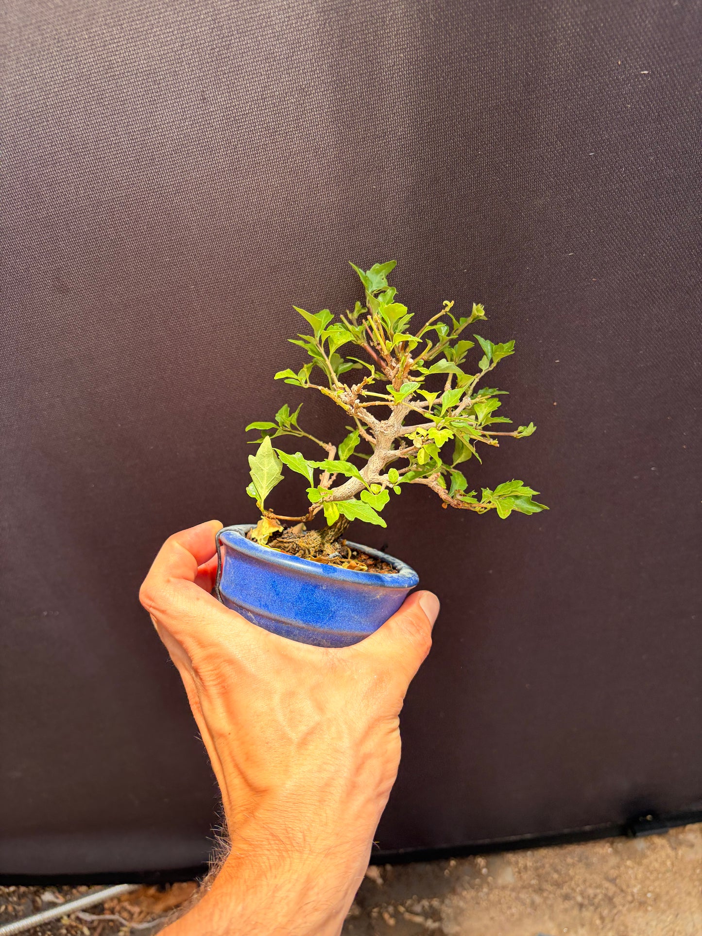 Japanese musk maple