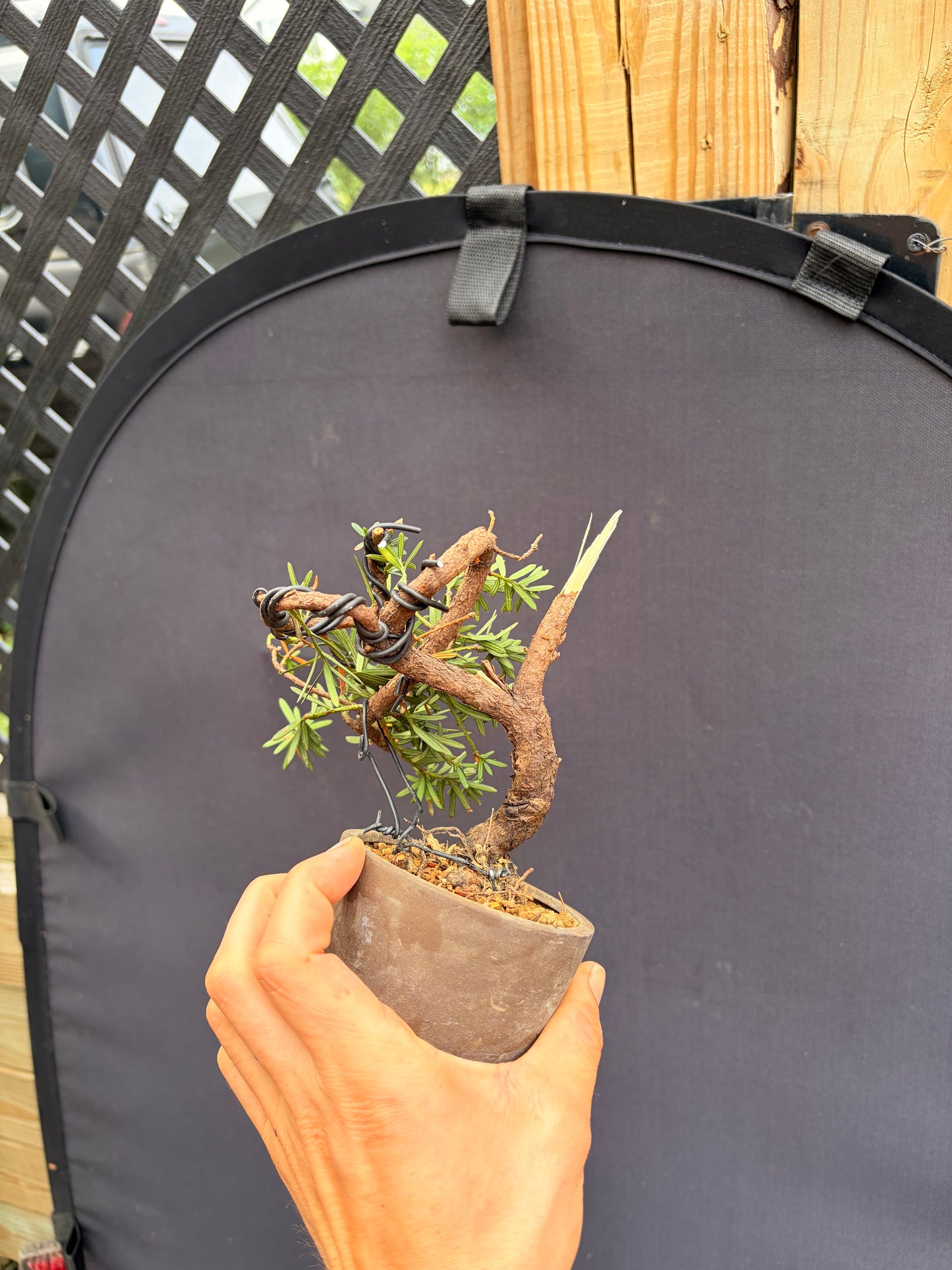 Japanese yew