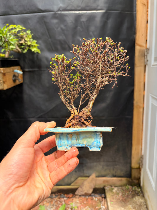 Hokkaido Chinese elm