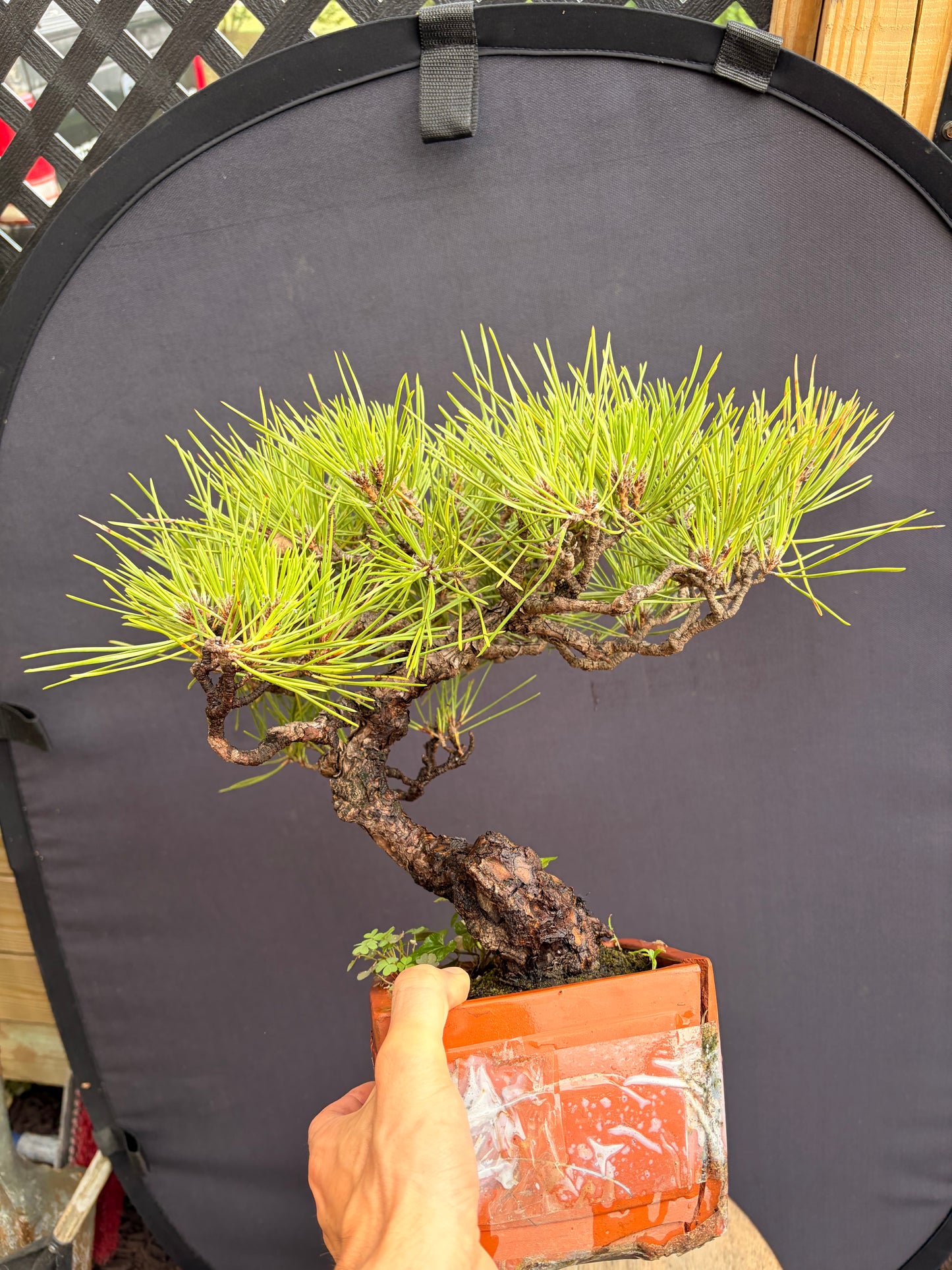Japanese black pine