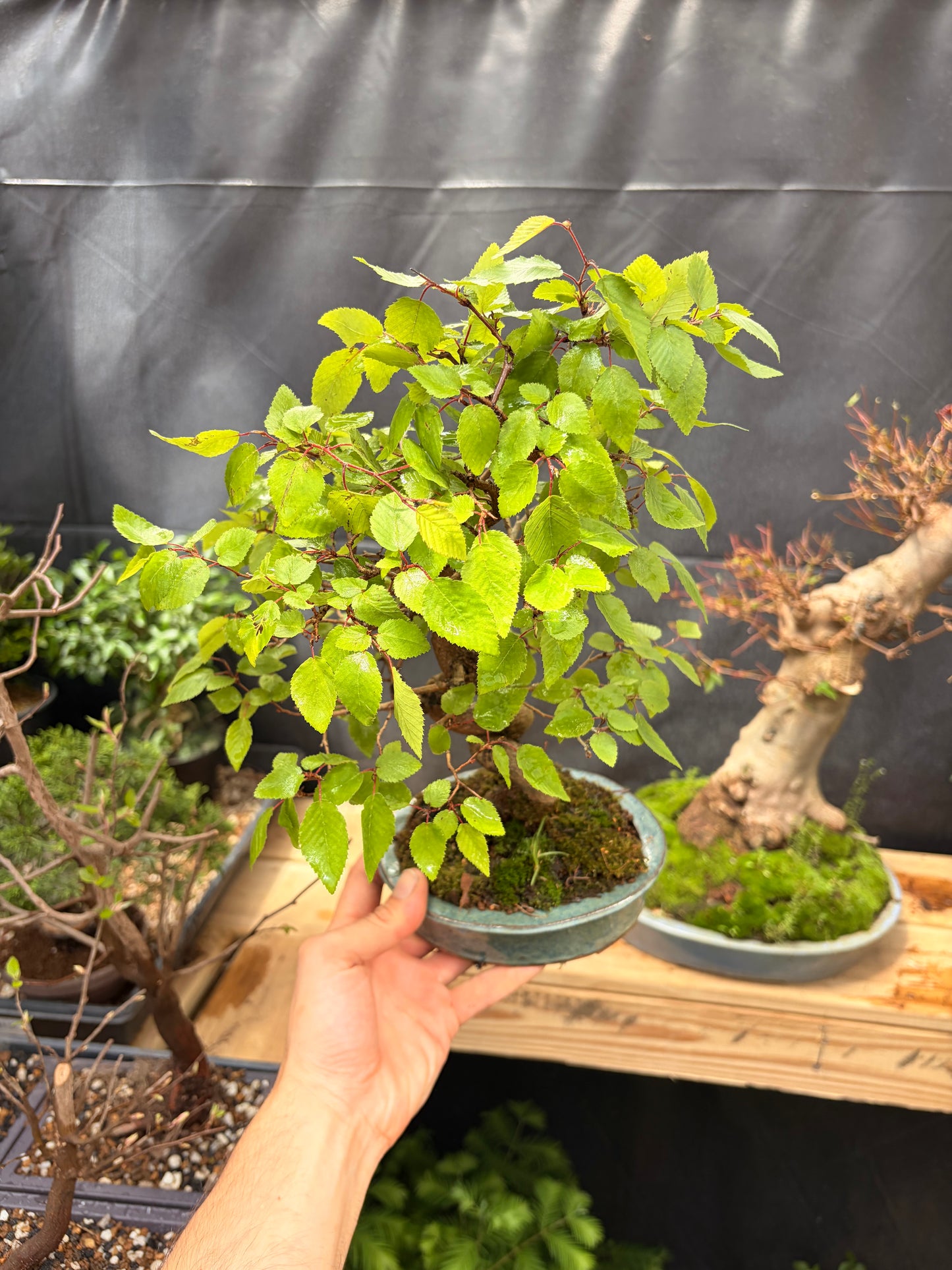 Korean hornbeam