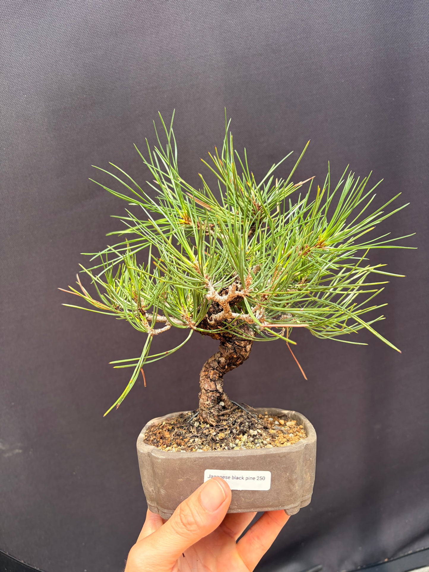 Japanese black pine