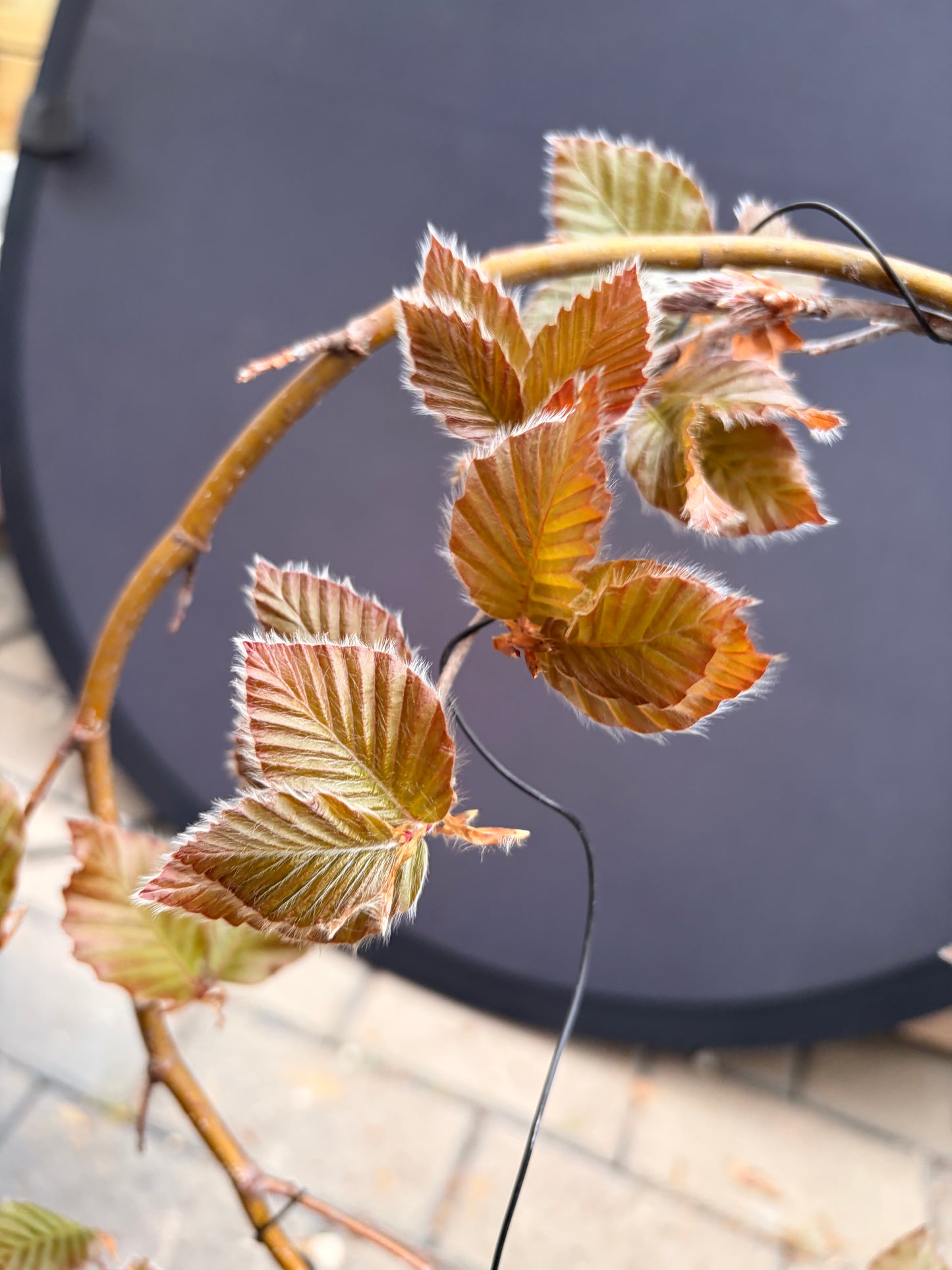 Purple European beech