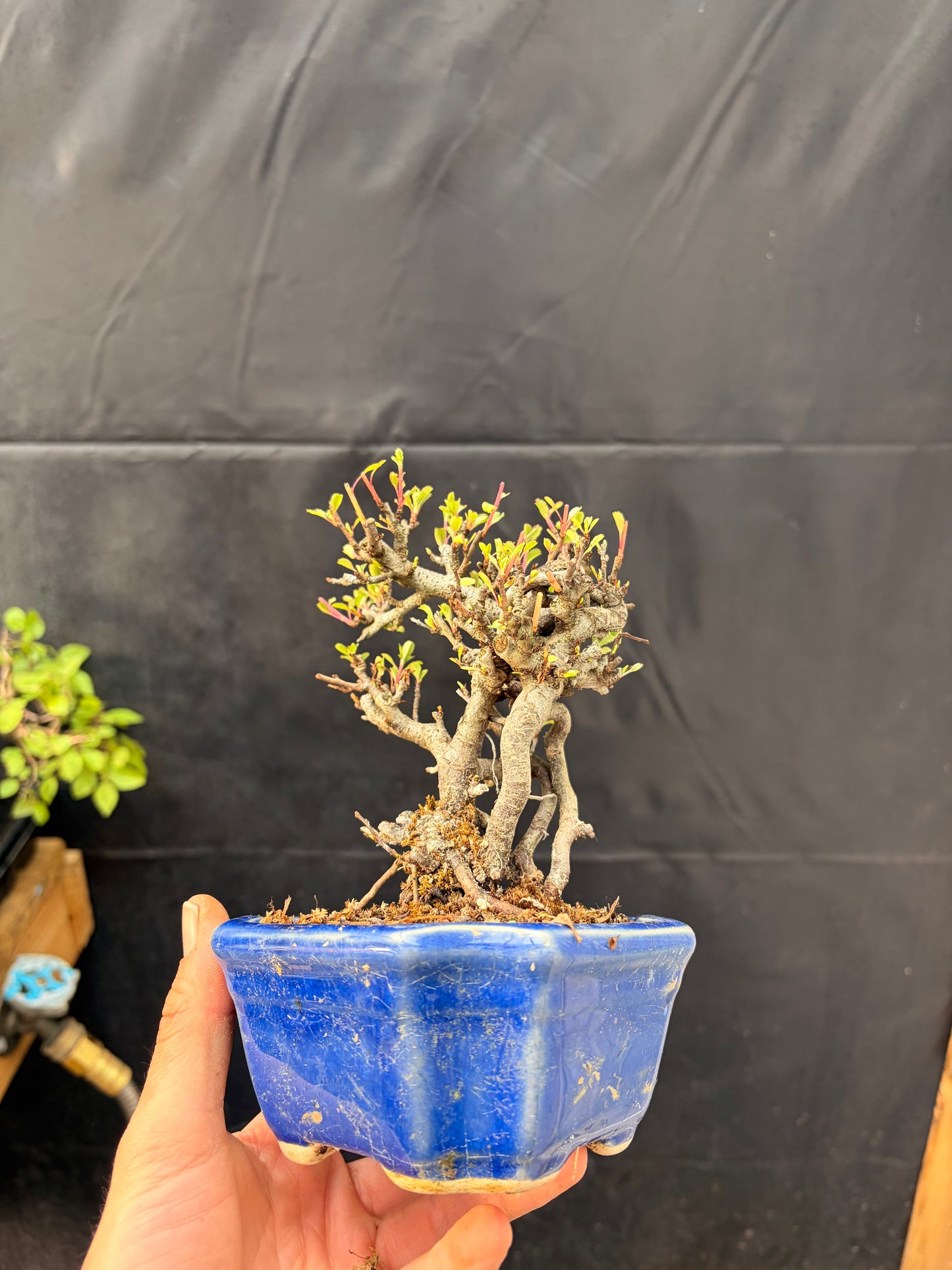 Red chojubai