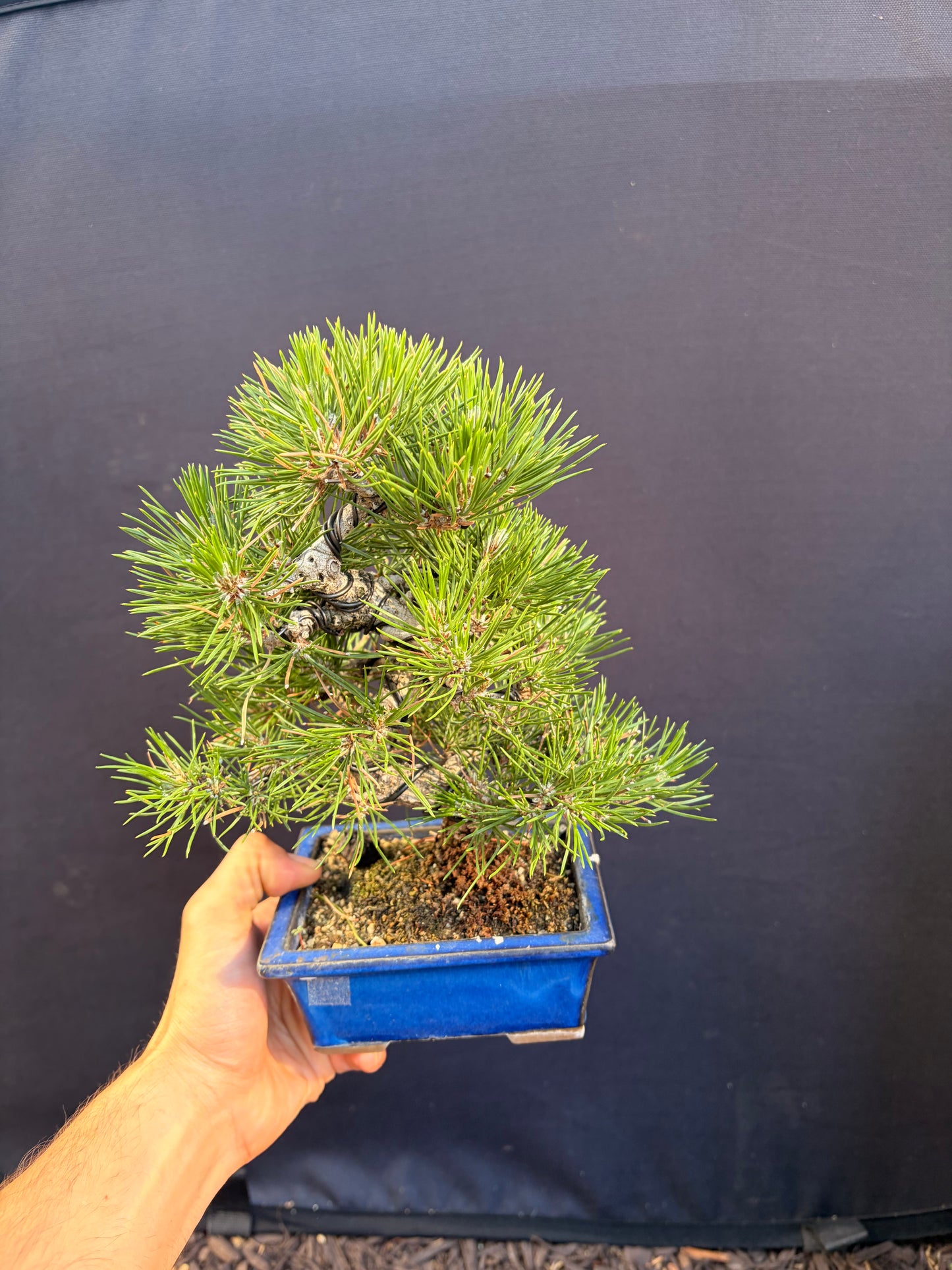 Japanese black pine
