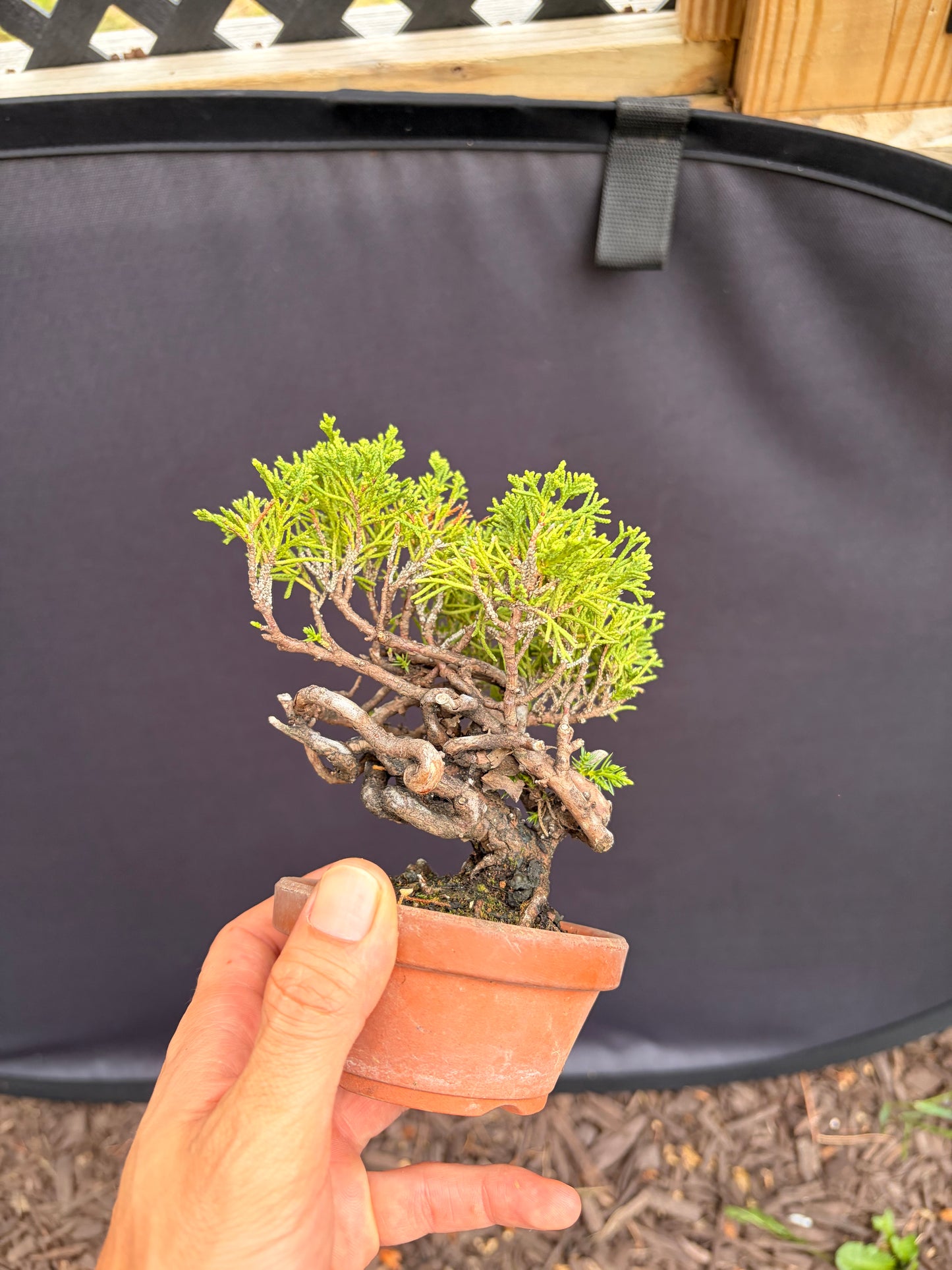 Shimpaku juniper