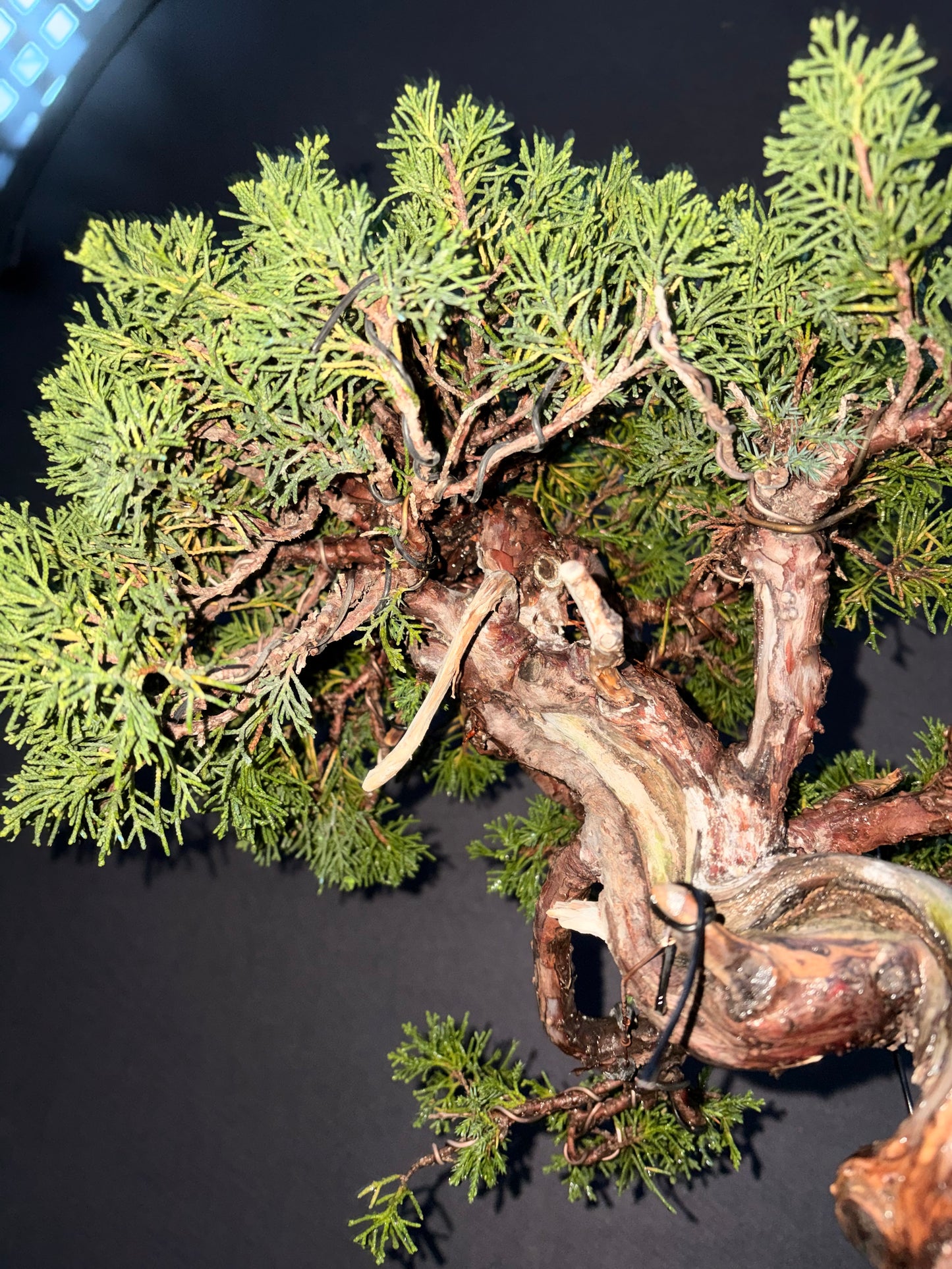 Shimpaku juniper itoigawa