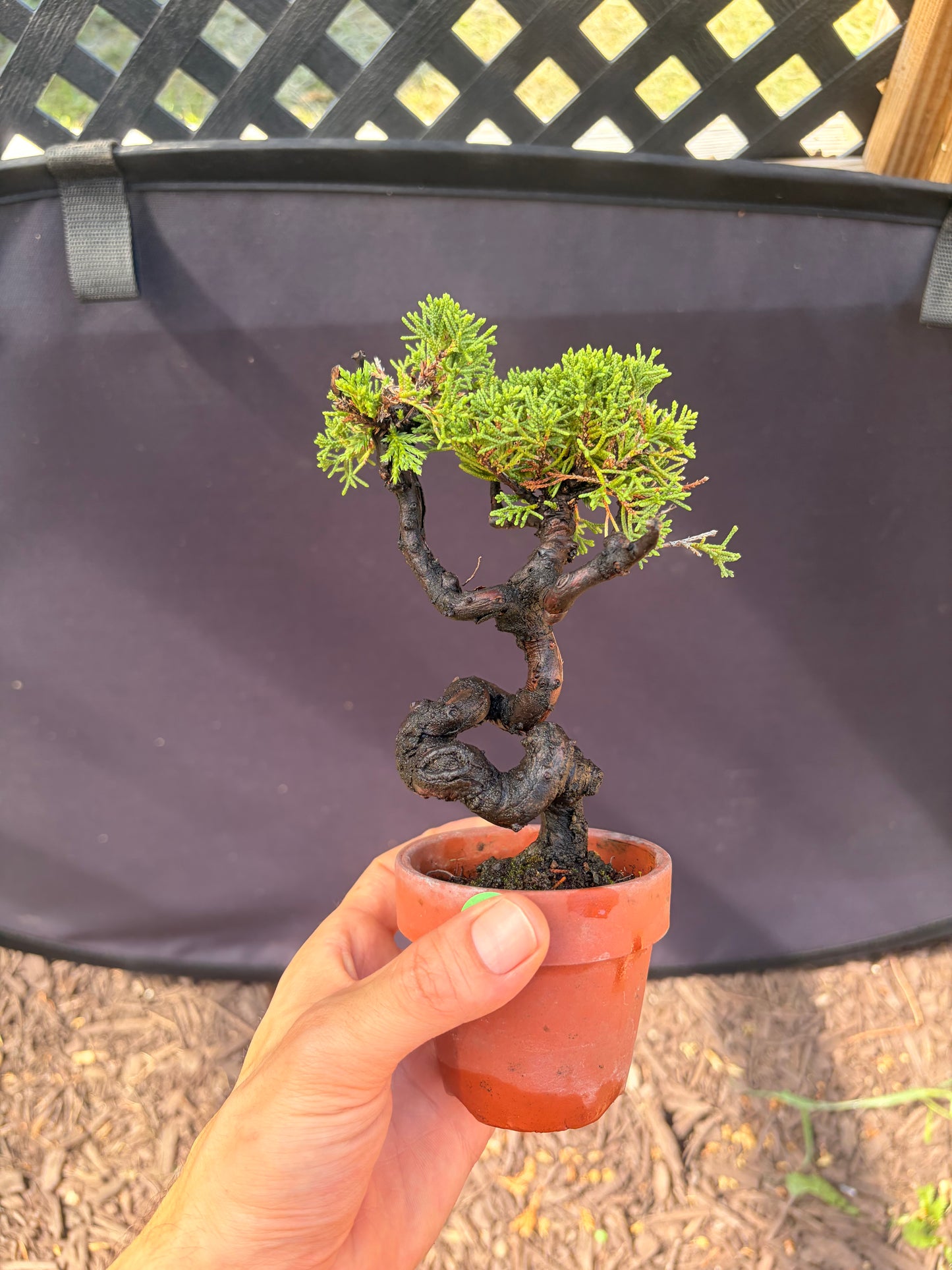 Shimpaku juniper