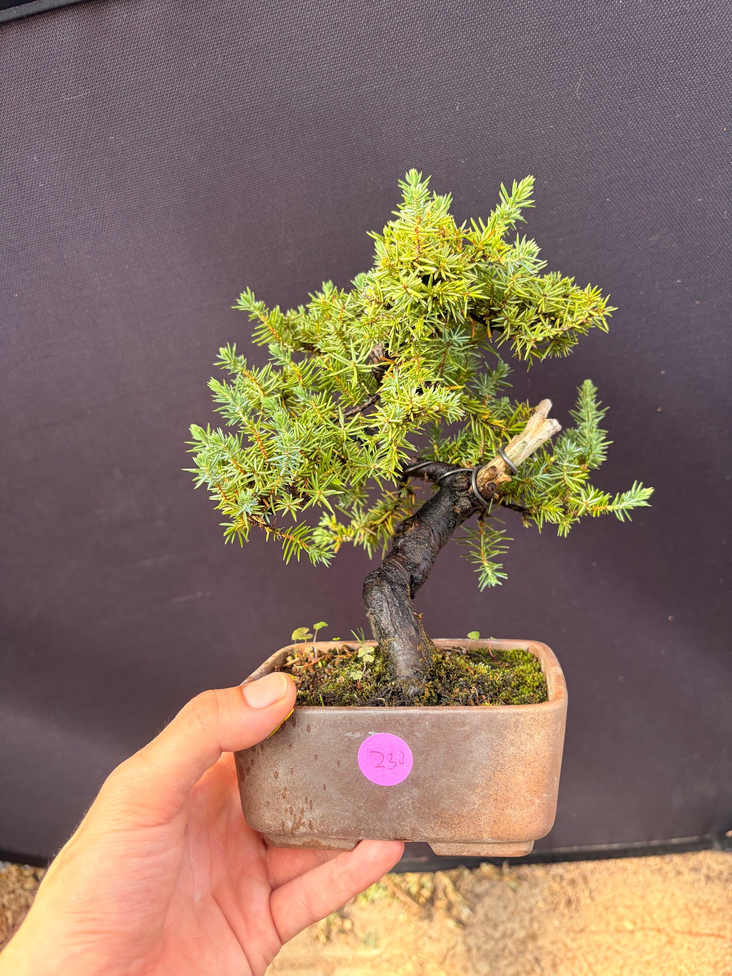Tosho needle juniper
