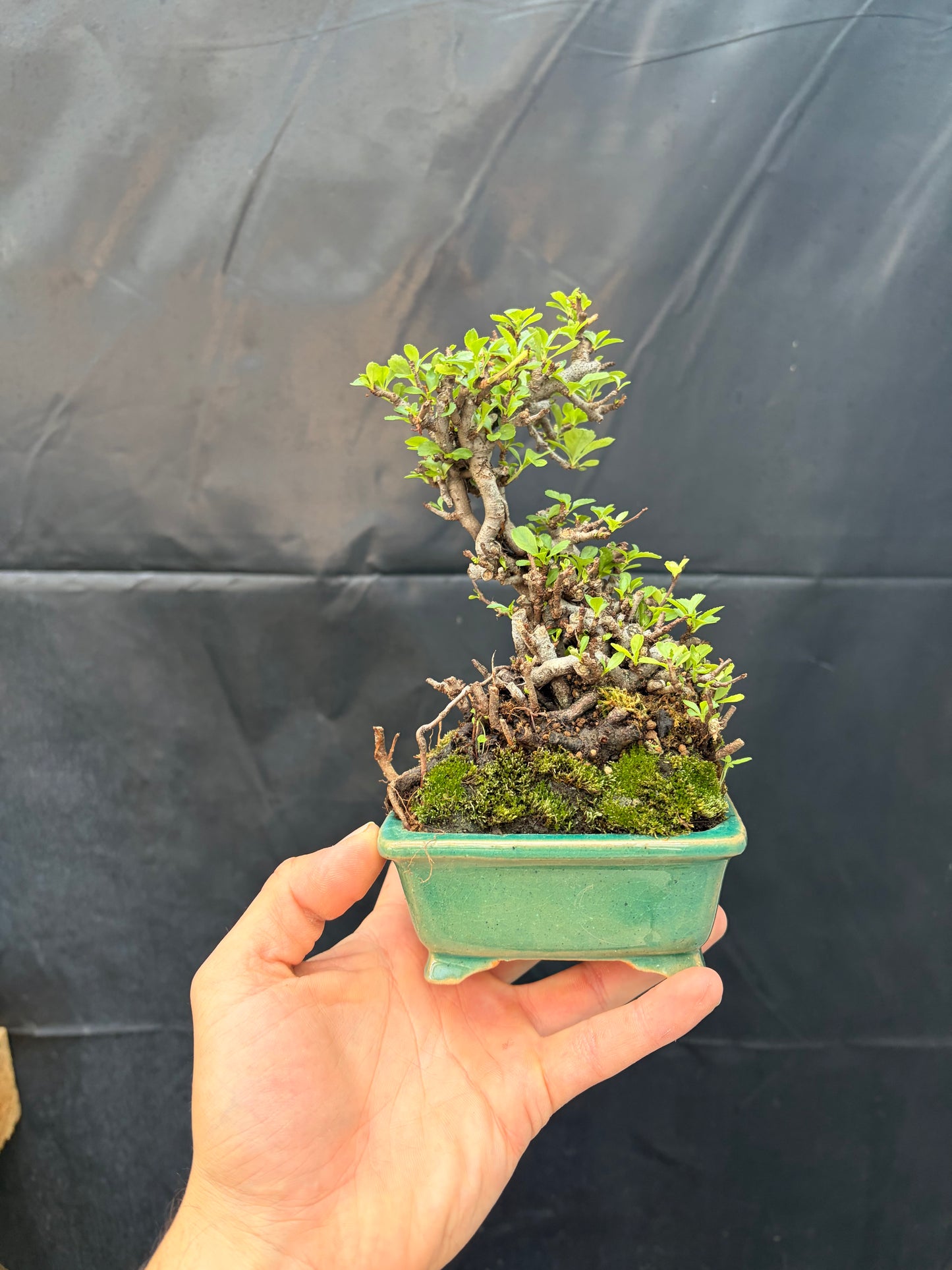 Red chojubai