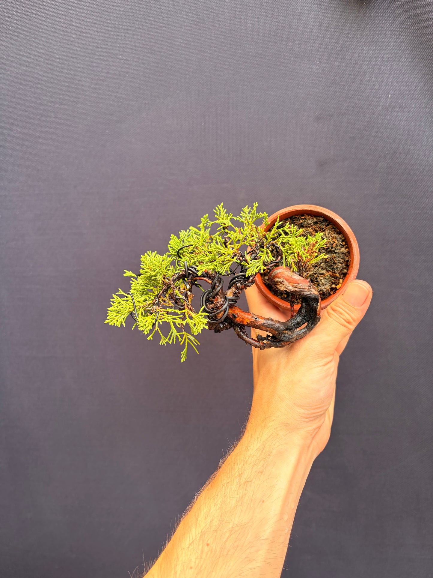 Shimpaku juniper