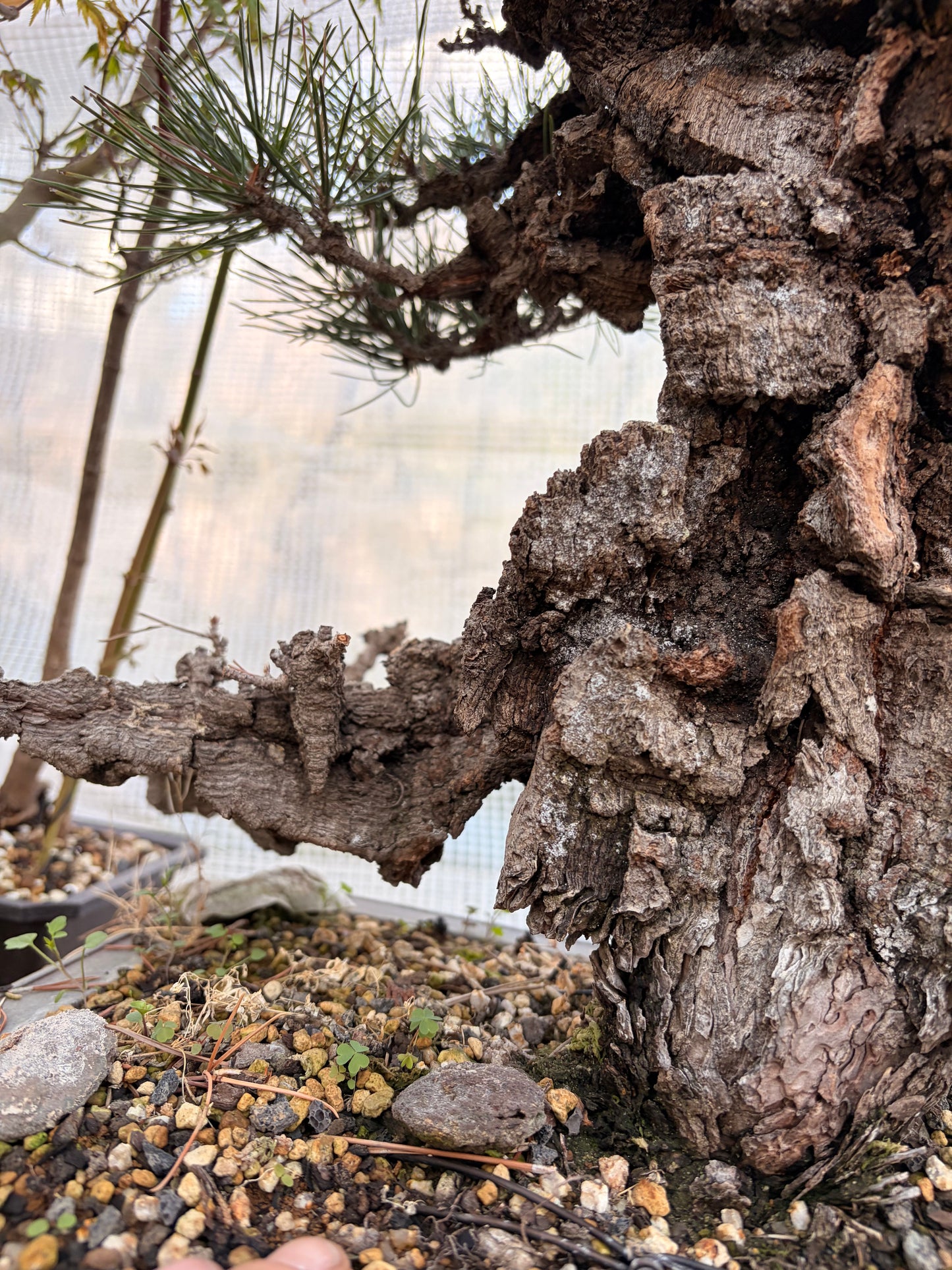Japanese black pine cork bark yume nishiki