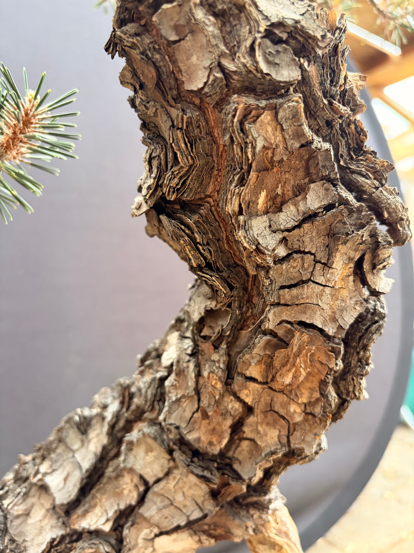 Kotobuki Japanese black pine