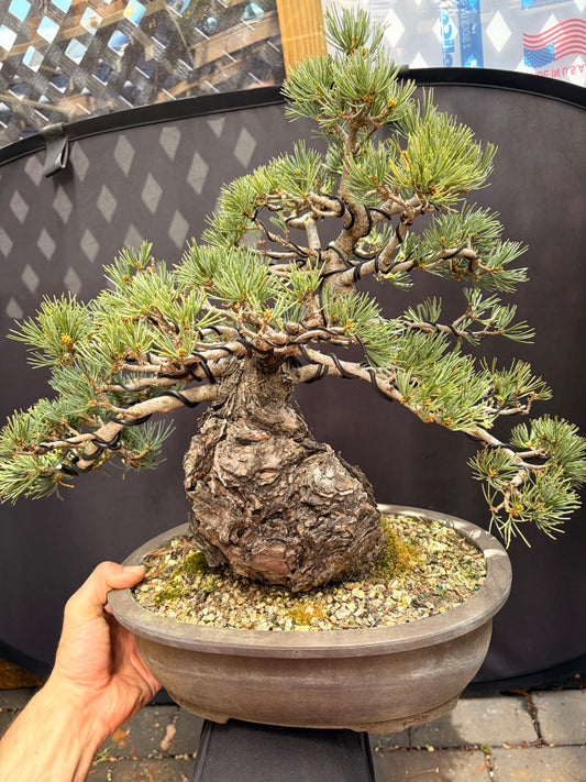 Japanese 5 needle pine