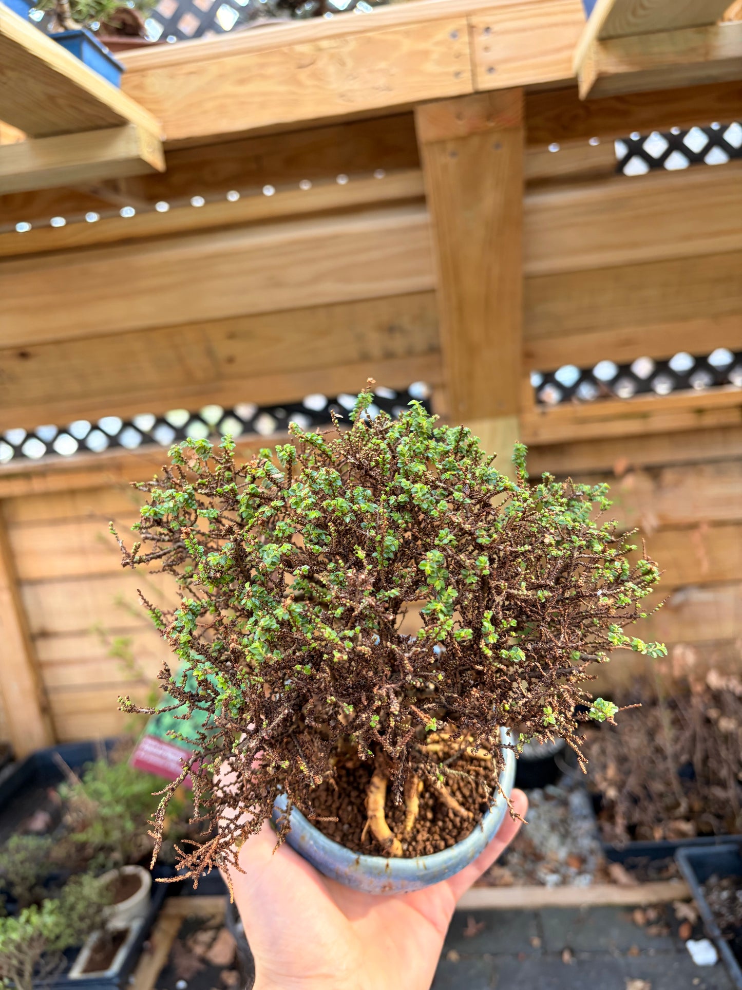 Hokkaido Chinese elm