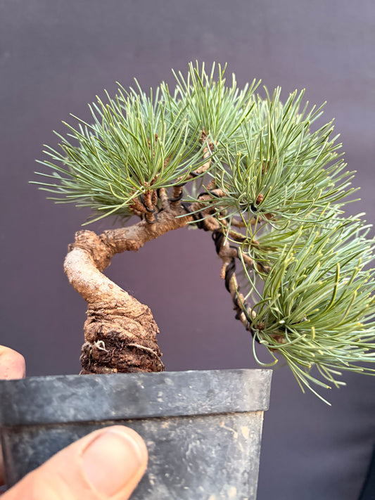 Japanese white pine JBP rootstock