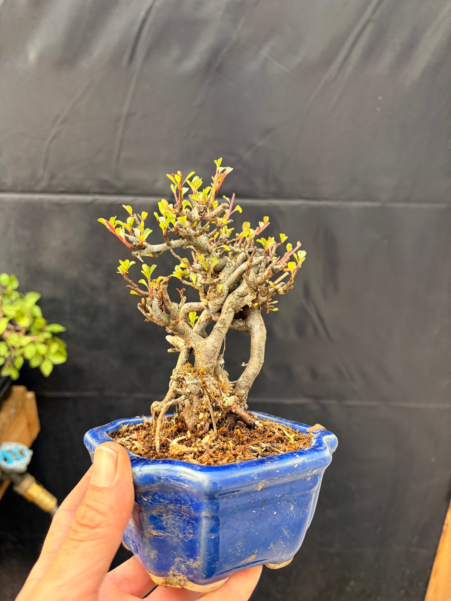 Red chojubai