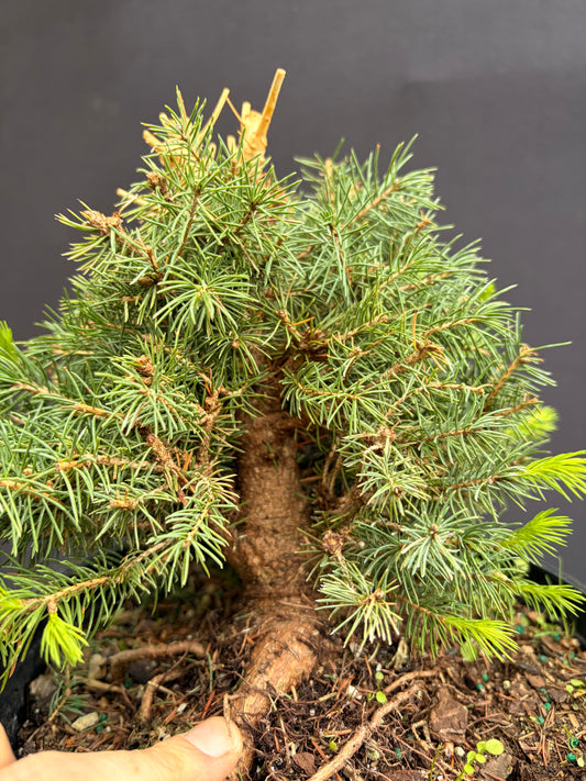 Dwarf Alberta spruce