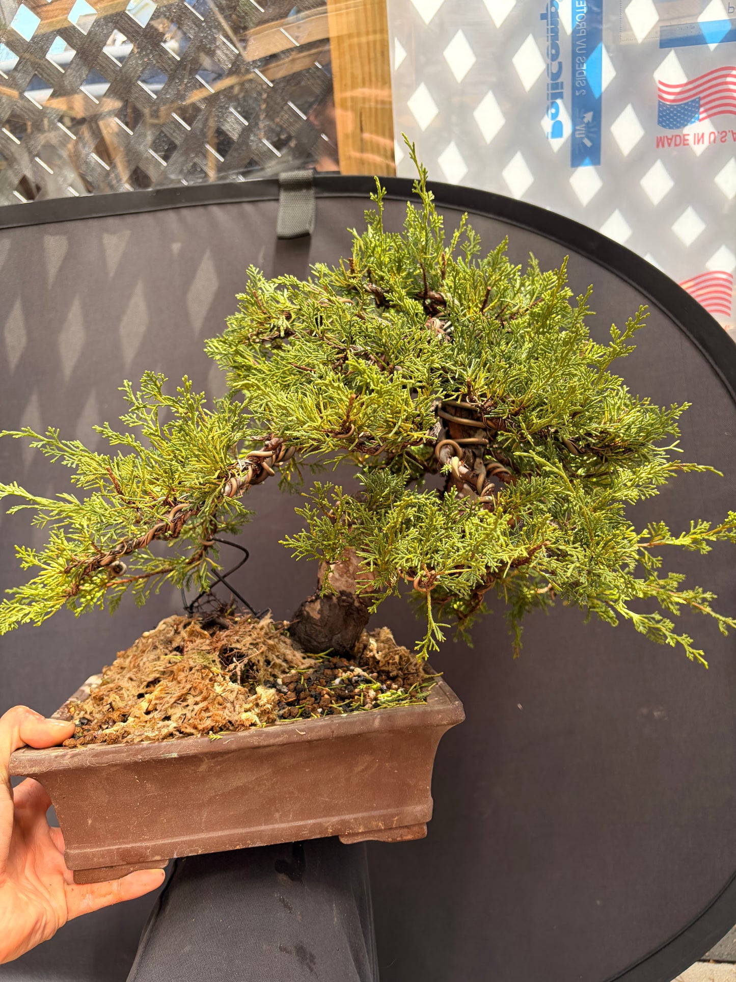 Shimpaku juniper itoigawa