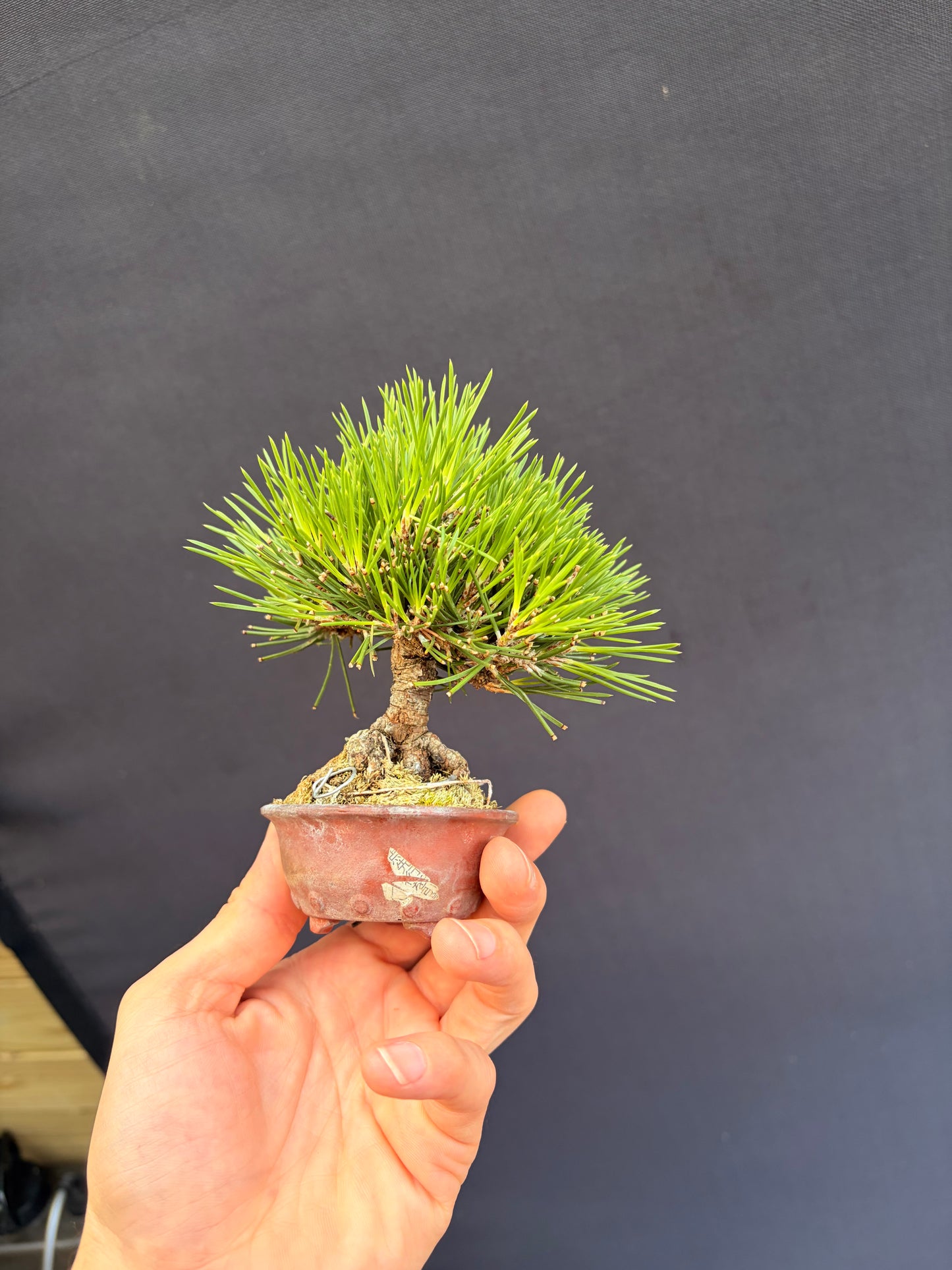 Japanese black pine
