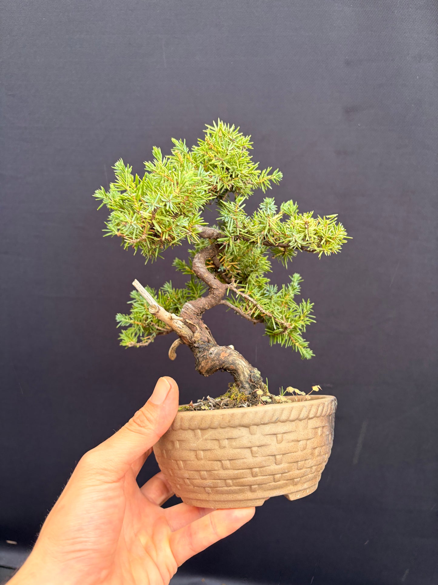 Tosho needle juniper