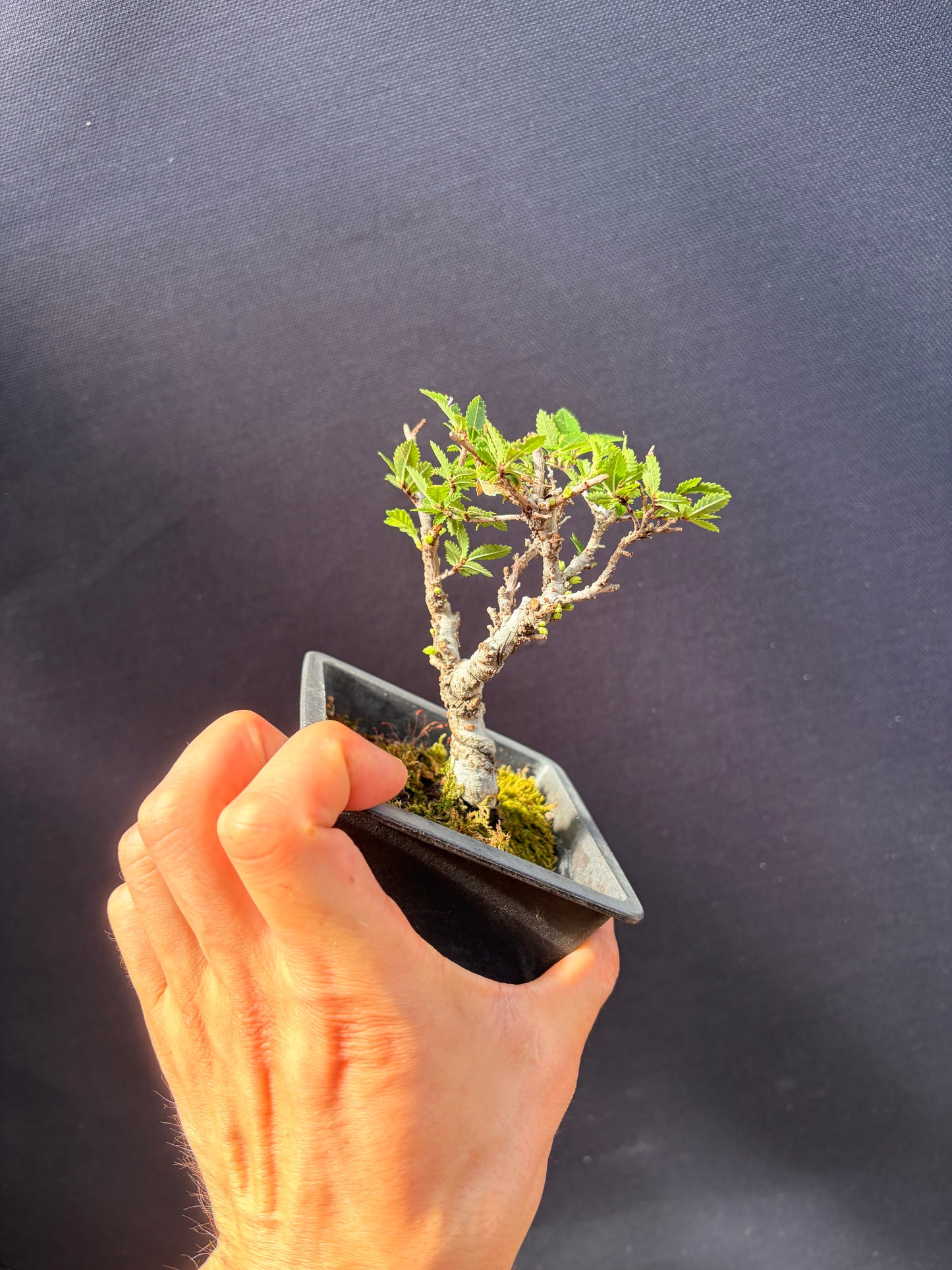 Nire Chinese elm