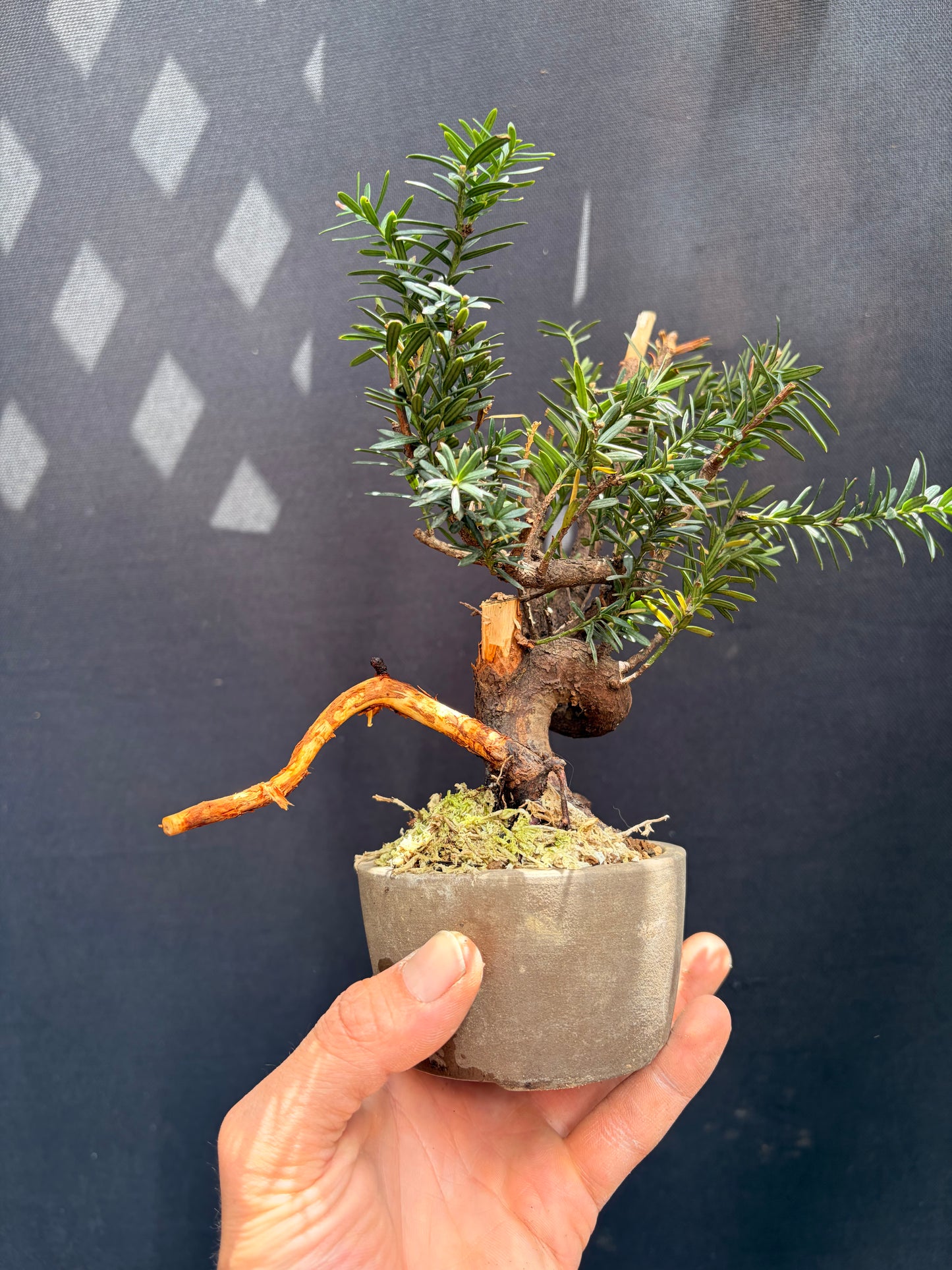 Japanese yew