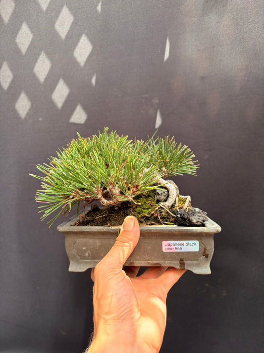 Japanese black pine