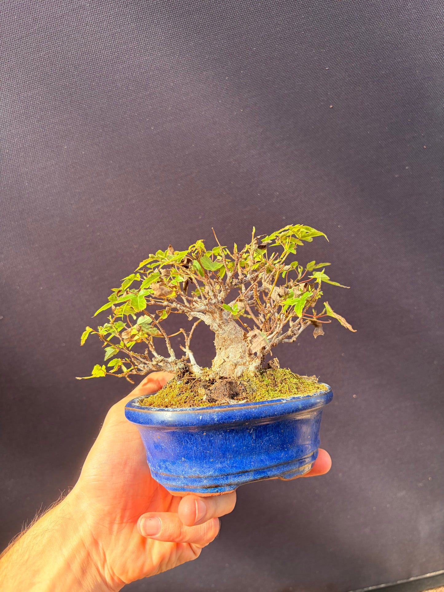 Trident maple