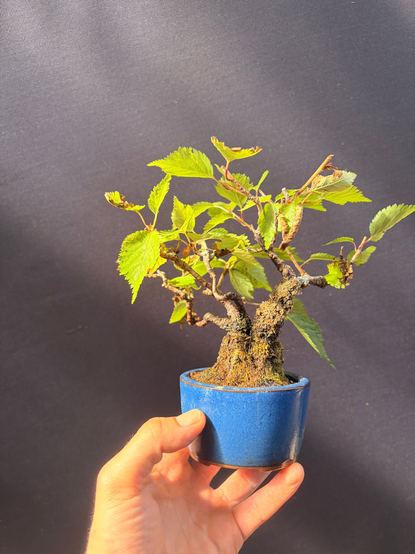 Ume