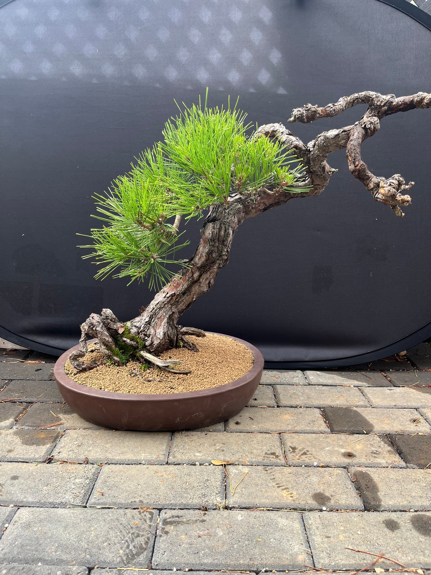 Japanese black pine