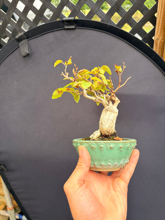 Korean hornbeam mame