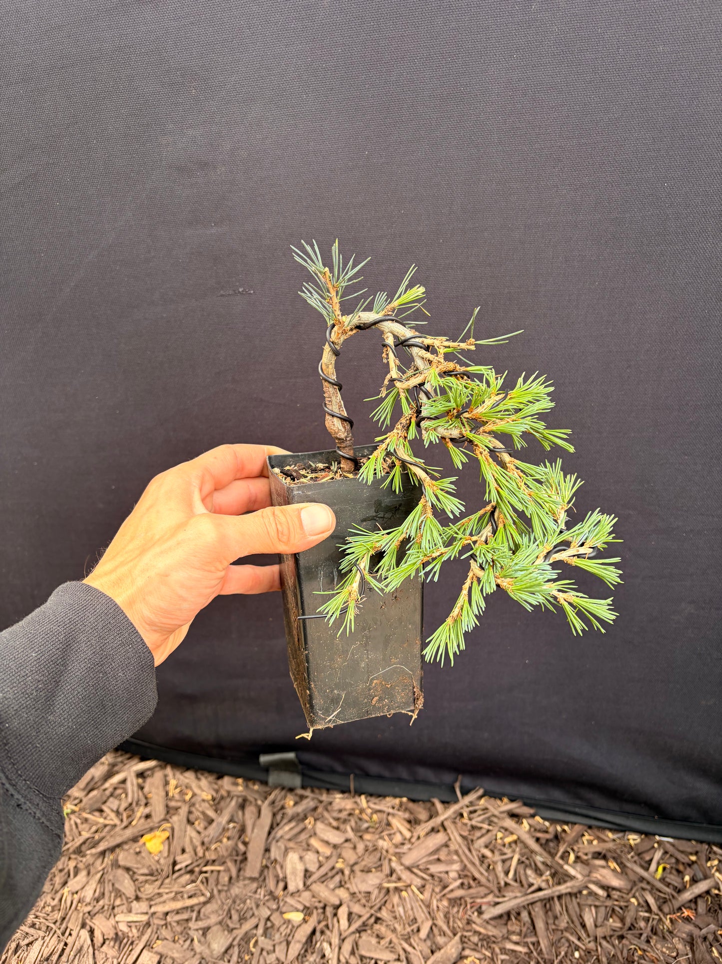 Blue atlas cedar dwarf