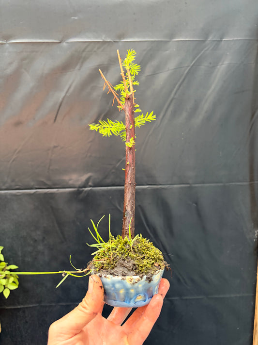 Bald cypress