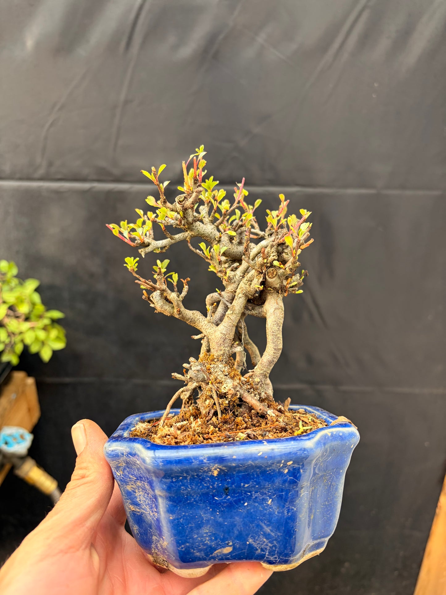 Red chojubai