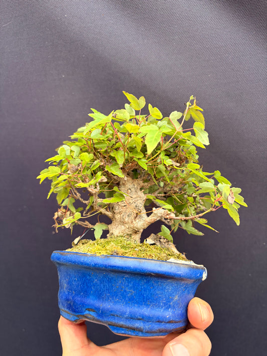 Trident maple
