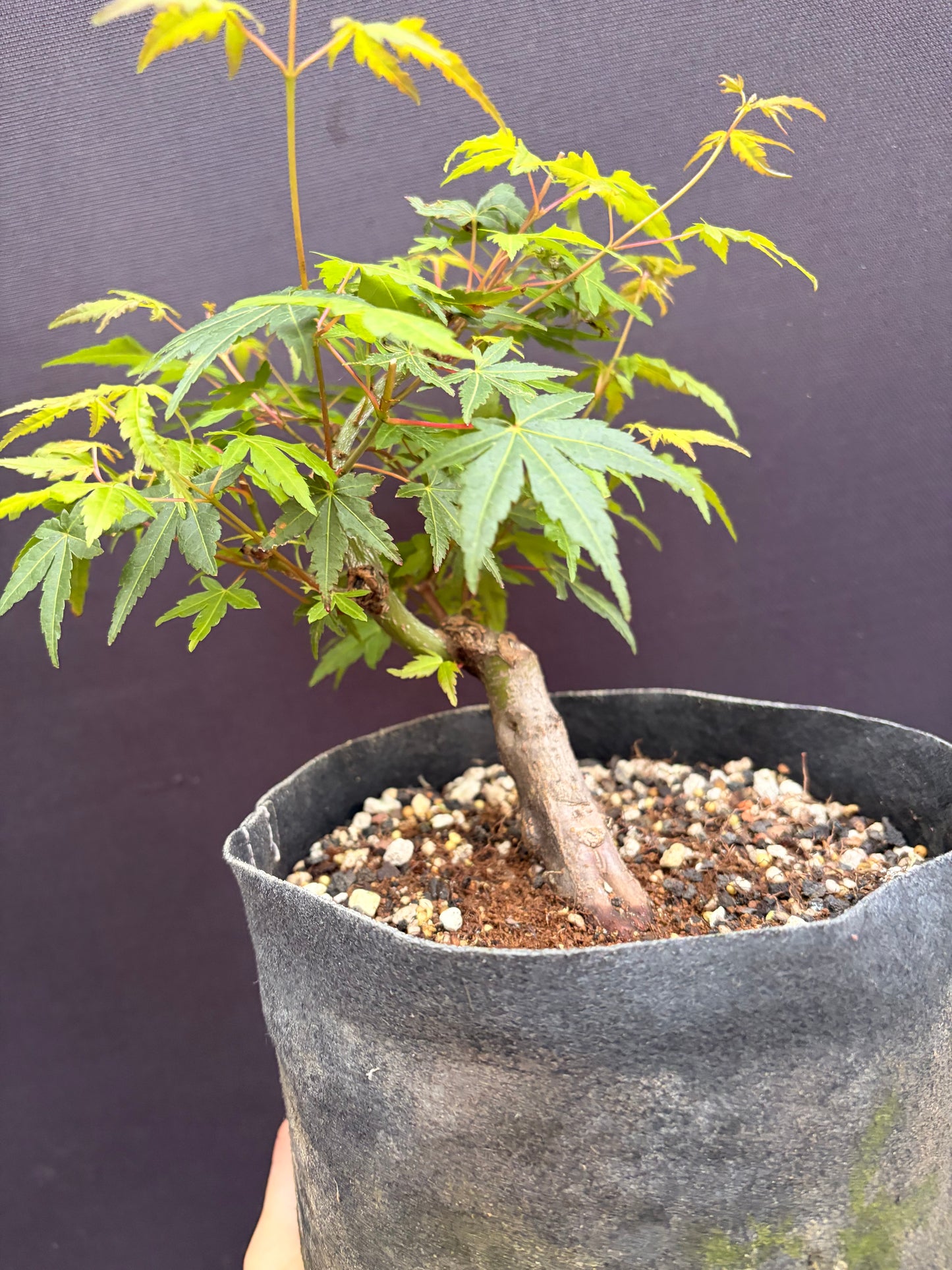 Japanese maple
