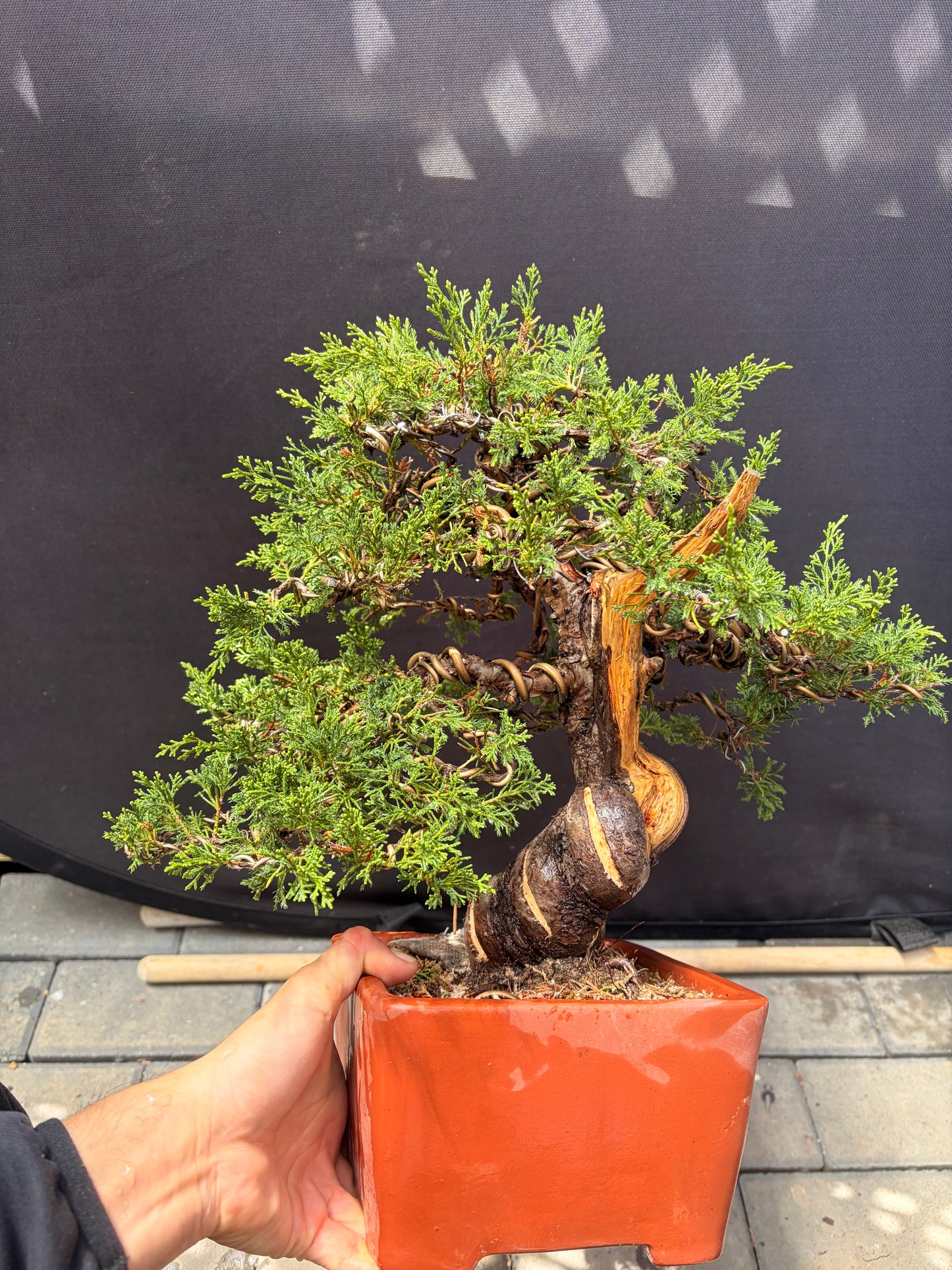 Shimpaku juniper itoigawa