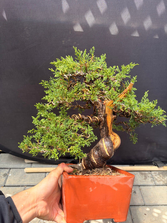Shimpaku juniper itoigawa