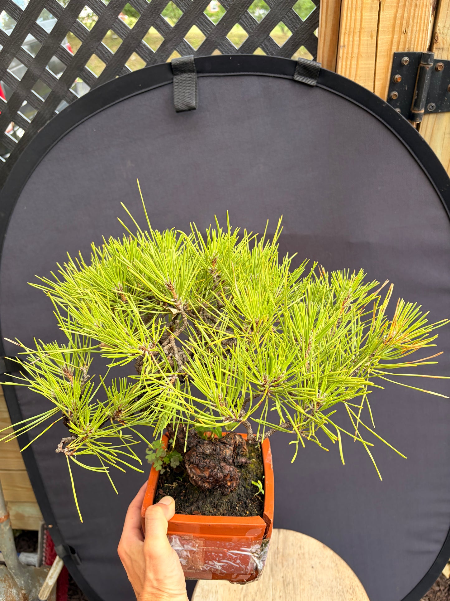 Japanese black pine