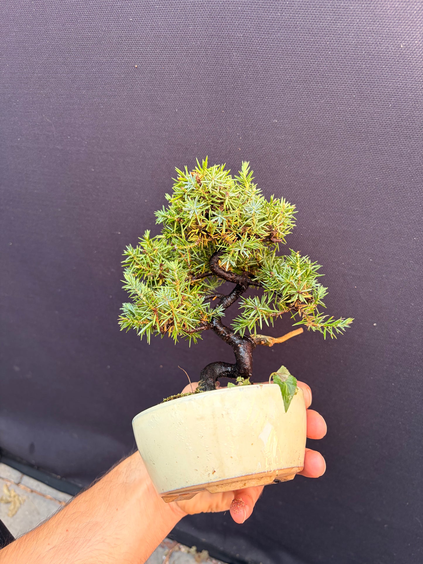 Dwarf Tosho needle juniper