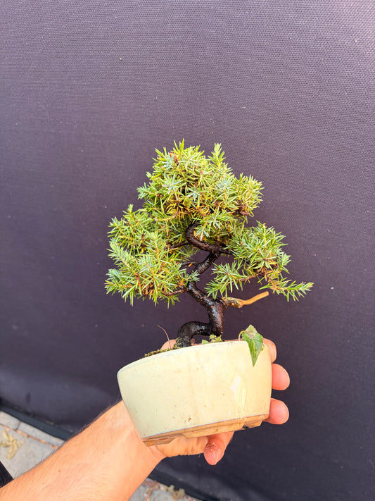 Dwarf Tosho needle juniper
