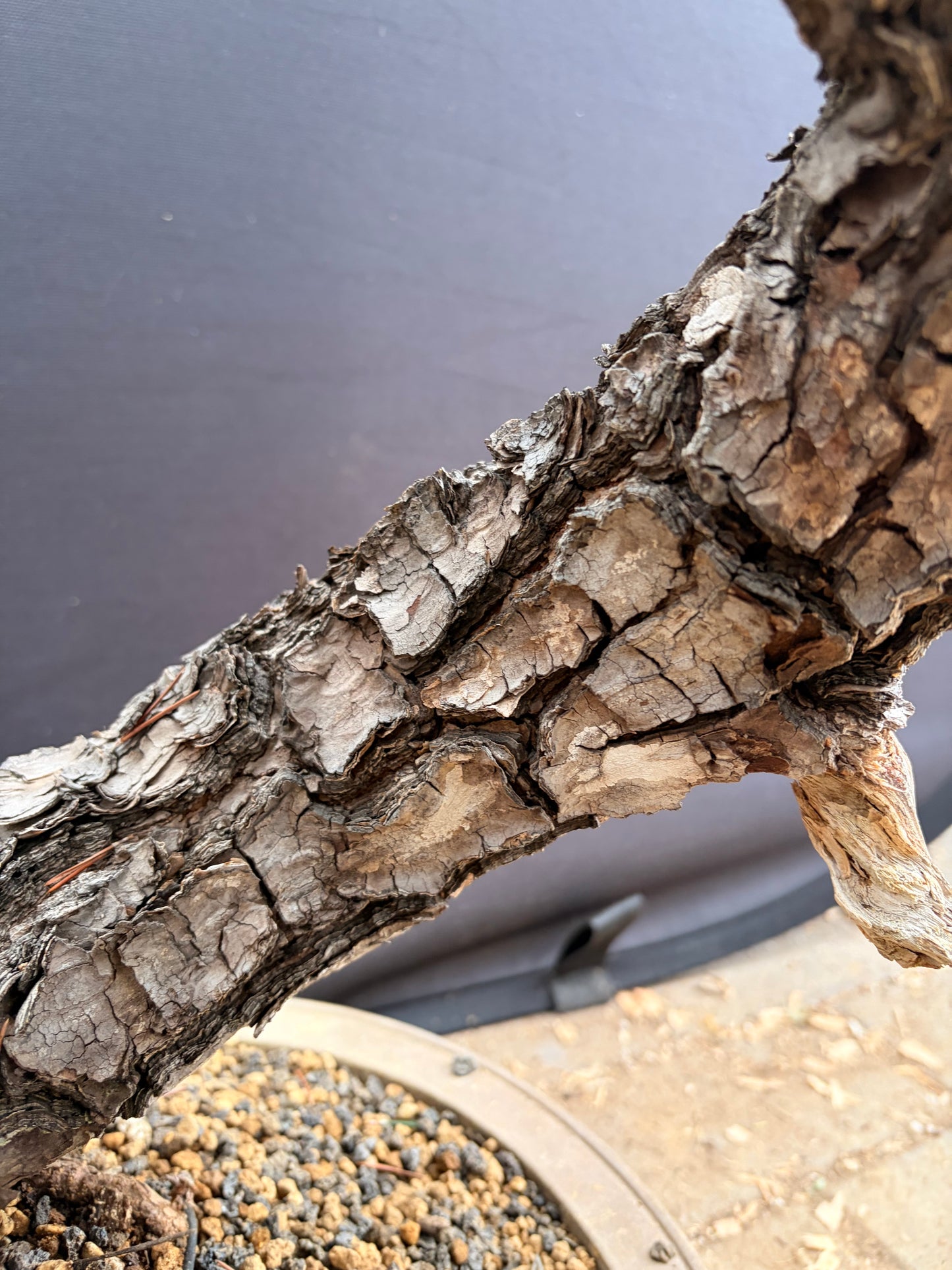 Kotobuki Japanese black pine