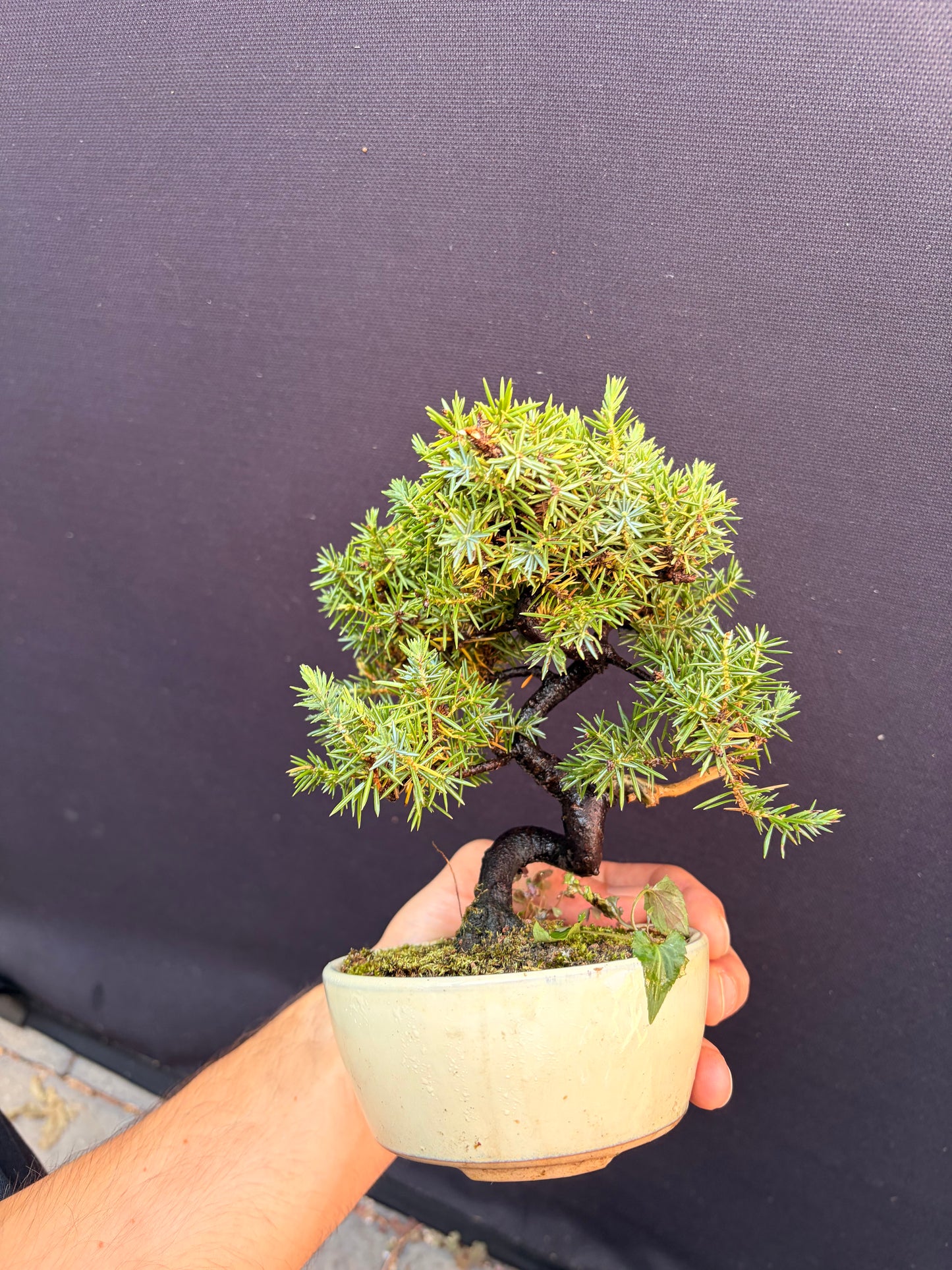 Dwarf Tosho needle juniper